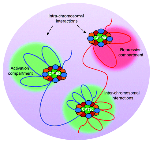 Figure 4. CP190 facilitates chromatin looping interactions. Insulator complexes of which CP190 is a key component, mediate intra- or inter-chromosomal interactions. Such looping interactions are thought to result in relocation of target loci to a repression compartment [such as Polycomb group (PcG) bodies] or an activation compartment (transcription factories). In the schematic, CP190 is shown as green ovals. Red, orange and blue ovals represent other insulator associated proteins. Red and blue lines indicate regions of two different chromosomes.
