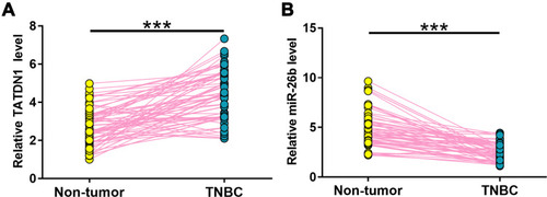 Figure 1 The expression of TATDN1 and miR-26b were altered in TNBC. The differential expression of TATDN1 (A) and miR-26b (B) in TNBC were analyzed by measuring their expression levels in both TNBC and non-tumor tissues from the 66 TNBC patients. Data were compared by performing paired t-test. All PCR reactions were repeated 3 times. ***p < 0.001.