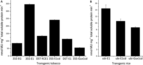 Figure 3. Enzyme activity measured with MUC as a substrate. (A) cellulase activity of extracts prepared from the leaves of tobacco plants that expressed E1, E1cd, Gux1cd or EG. (B) Cellulase activity of extracts prepared from the leaves of rice plants overexpressing E1, E1cd or Gux1cd.