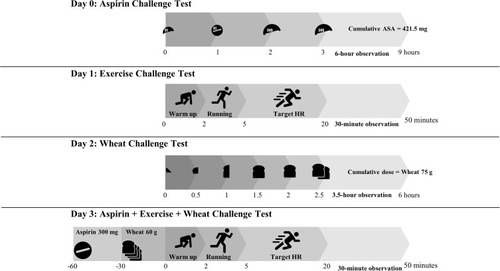 Figure 1 Summary of modified 3-day challenge protocol.