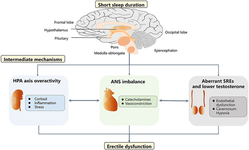 Figure 1 Putative mechanisms linking short sleep duration and erectile dysfunction. Short sleep duration caused by sleep disorders or lifestyle might provoke the over-activity of the HPA axis, the imbalance of ANS, aberrant SREs and low levels of testosterone. These intermediate mechanisms could lead to unwanted effects on penile erection through varied downstream molecular signaling, including but not limited to endothelial dysfunction, excessive vasoconstriction, inflammation and hypoxia.