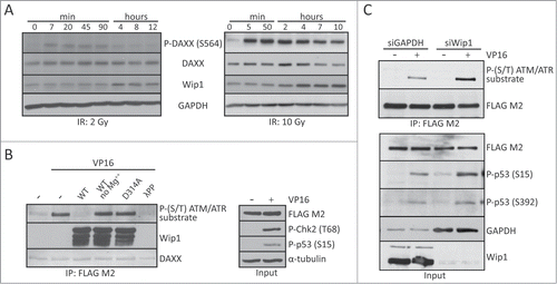Figure 5. DAXX is a substrate of Wip1 phosphatase. (A) BJ fibroblasts were exposed to 10 Gy or 2 Gy of IR and lysed at the indicated time points after DNA damage. Western blotting analysis using antibodies against phospho-DAXX (S564), DAXX, Wip1 or GAPDH showed that the DAXX S564 dephosphorylation coincides with increased expression of Wip1. (B) In vitro phosphatase assay was performed with recombinant wild-type Wip1 or phosphatase-dead Wip1-D314A mutant on FLAG-DAXXWT immunopurified from transfected U2OS cells exposed to DNA damage. Samples were separated by SDS–PAGE and probed with indicated antibodies. As control, phosphatase buffer without Mg2+ was used or treatment with lambda protein phosphatase (λPP). (C) Wip1 was depleted by siRNA in U2OS cells stably expressing FLAG-DAXXWT. Western blotting analysis using indicated antibodies showed that after DNA damage more phosphorylated DAXX is present in Wip1 siRNA treated cells compared to control GAPDH siRNA transfected cells.