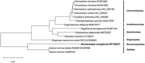 Figure 1. Phylogenetic tree was constructed with protein sequences of 13 protein-coding genes of 14 Antarctic fishes using. The maximum-likelihood method and JTT matrix-based model. Scientific name and GenBank number are indicated for each species.
