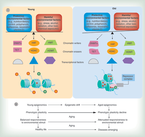 Figure 2.  The epigenomics between environment and epigenetic modulators during aging. (A) A model of interaction of environmental factors with epigenetic modulators during aging. Environmental factors affect cell function through direct or indirect mechanisms by influencing many epigenetic modulators including chromatin writers (e.g., DNMTs, HMTs and HATs), chromatin eraser enzymes (e.g., TET, HDMTs and HDACs) and various transcriptional factors resulting in dynamic chromatin modifications, which in turn influence gene expression. Epigenetic-mediated phenotypic plasticity attenuation during aging is characterized by a loss of the normal balance between the regulatory epigenetic landmarks and plasticity of response to environmental signals. For example, in young cells, the chromatin (hypothetically) with increased active histone modifications (orange circle, methylated histone tail; green circle, acetylated histone tail) and hypomethylated DNA pattern (red diamond, methylated CpG island, left panel) leads to gene activation in response to balanced environmental stimuli. However, the gene is relatively refractory to environmentally induced activation due to age-dependent epigenetic changes in the gene regulatory region including altered epigenetic landmarks and malfunction of epigenetic modulators such as changes in gene expression, binding ability or enzymatic activity of chromatin writers, erasers and relevant transcriptional factors (represented as distorted shapes, right panel). This results in an altered chromatin structure (compacted chromatin) and regulatory machinery (repressor complex recruitment) in the loci leading to gene silencing (right panel). (B) Schematic representation of mechanistic pathway indicated in (A).DNMT: DNA methyltransferase; HAT: Histone acetylase; HDAC: Histone deacetylase; HDMT: Histone demethylase; HMT: Histone methyltransferase; TET: Ten-eleven translocation.