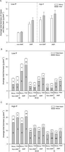 Figure 1. Comparison of averaged total biomass (mean + SE, n = 72) of maize and faba bean inoculated with or without AMF and grown in monoculture (Mono) and intercropping (Inter) (A); average total biomass (mean + SE, n = 6) of maize and faba bean grown in monoculture (Mono) and intercropping (Inter) under the low P (B) and high P (C) treatments. W, W–D and D represent well-watered (W), alternative well-watered and droughted (W–D) and droughted treatments (D) respectively. The same lowercase and uppercase letters indicate that faba bean or maize total biomass do not differ significantly among different planting patterns with and without AMF inoculation in each water treatment according to Tukey’s HSD test at P < 0.05.