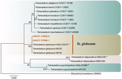 Figure 6. Phylogenetic tree of Tetracladium globosum CNUFC CPWS-1 and CNUFC CPWS-2, and related species, based on maximum-likelihood analysis of internal transcribed spacer sequences. The sequence of Botryotinia fuckeliana was used as an outgroup. Bootstrap support values of ≥50% are indicated at the nodes. Ex-type strains are indicated by T.