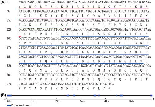 Figure 1. Nucleotide and deduced amino acid sequences of CsMADS02. (A) CDS of CsMADS02 and its deduced amino acids. The MADS domain and K-box are underlined in red and blue, respectively. The stop codon TGA is marked with an asterisk. (B) Exon–intron structure of CsMADS02 analyzed by the online GSDS tool. Exons and introns are shown by rectangles and lines, respectively.