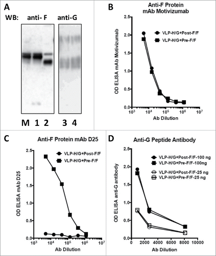 Figure 1. Protein content of VLPs. Panel A shows a Western blot of proteins present in stocks of VLP-H/G+Pre-F/F and VLP-H/G+Post-F/F. Proteins (electrophesed in the presence of reducing agent) in a polyacrylamide gel containing duplicate lanes of the proteins in the 2 VLPs were transferred to a membrane. One half was incubated with anti-F antibody (lanes M, 1, 2). The other half was incubated with anti-G antibody (lanes 3, 4). M: marker Pre-F/F protein. Lanes 1, 3: VLP-H/G+Pre-F/F; Lanes 2, 4: VLP-H/G+Post-F/F. The panel shows results of one of 3 separate blots with identical results. Panels B and C show binding of different concentrations of mAb motivizumab (panel B) or mAb D25 (Panel C) to each VLP in an ELISA as described previously.Citation21 Panel D shows binding of an anti-G protein peptide antibody to 2 different concentrations of VLPs (concentrations in ng of F protein). Results were identical in 3 or 4 separate determinations.