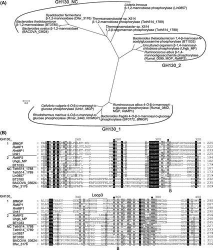 Fig. 3. Phylogenetic tree and multiple-sequence alignment of GH130 enzymes.