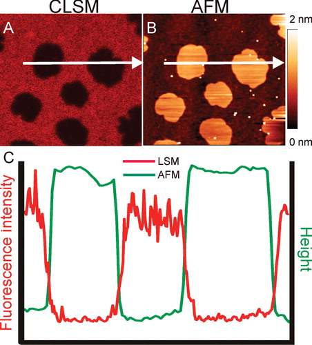Figure 3. Phase separation in Supported Lipid Bilayers (SLBs). (A) Confocal image of a SLB prepared from DOPC/BSM/C18Cer/Chol mixture and stained with DiD (Ld marker). (B) Topological image of the same membrane obtained with AFM. (C) Intensity and height profile of the membrane above. The DiD containing Ld patches are thinner than the patches Lo regions (Image courtesy of Grzegorz Chwastek). This Figure is reproduced in colour in the online version of Molecular Membrane Biology.