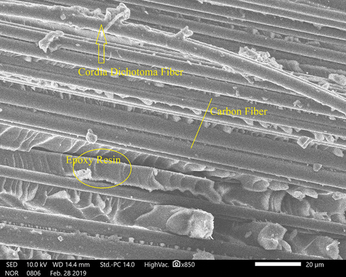 Figure 9. SEM image of cordia dichotoma and carbon fiber-reinforced epoxy composite.
