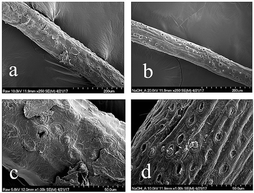 Figure 2. SEM images of untreated coir fiber at magnification x250 (a) and x1000 (c), and Soxhlet dewaxed and 5% NaOH treated coir fiber at magnification x250 (b) and x 1000 (d).