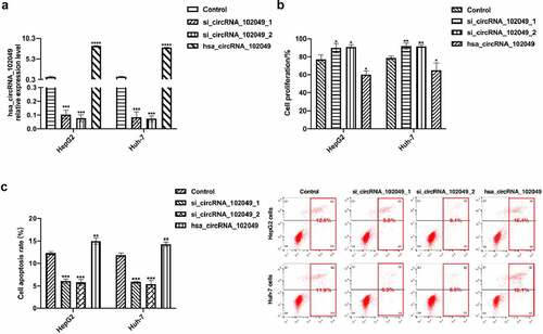 Figure 6. Hsa_circRNA_102049 over-expression promoted the sensitivity of HCC cells to sorafenib. a. The relative expression level of hsa_circRNA_102049 in HepG2 cells and Huh-7 cells were detected by qRT-PCR after control, si_circRNA_102049_1, si_circRNA_102049_2, hsa_circRNA_102049 were transfected into HepG2 and Huh-7 cells. b. The cell proliferation ability of sorafenib-treated HepG2 cells and Huh-7 cells after transfected with Control, si_circRNA_102049_1, si_circRNA_102049_2, hsa_circRNA_102049 were detected by Cell Counting Kit-8 (CCK-8). c. The apoptosis rate of HepG2 cells and Huh-7 cells transfected with Control, si_circRNA_102049_1, si_circRNA_102049_2, hsa_circRNA_102049 were detected by flow cytometry assay. *p < 0.05, **p < 0.01, ***p < 0.001, compared to the control.