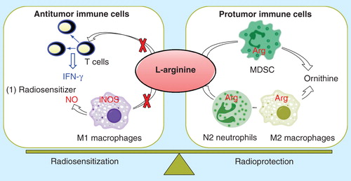Figure 3. Hypothesis: L-arginine depletion in immunosuppression and radioprotection.