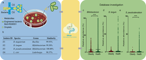Figure 1. The workflow for isolating potential anti-obesity species interacting with BsS-RS06551. (a) A schematic showing the enrichment and isolation of the bacteria interacting with BsS-RS06551 using a previously constructed DBM approach. (b) The result of the obtained species. (c) The relative abundance of Bifidobacterium between healthy and obese cohorts. The relative abundance of B. longum (d) and B. pseudocatenulatum (e) between healthy and obese cohorts. *p <.0001.