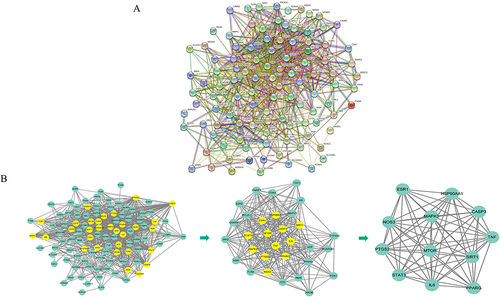 Figure 2 The protein-protein interaction network of WLS in the treatment of HUA targets and analysis of CytoNCA core network. (A) Protein–protein interaction network. (B) Subnetwork topology analysis diagram. Yellow nodes are the core genes obtained after screening.