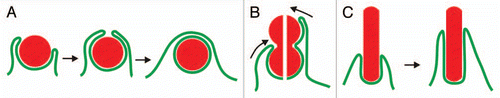 Figure 1 Interaction of a phagocyte with particles of different shapes. The diagram illustrates the uptake of three types of particles: spherical ones with a convex surface of constant curvature (A), bi-lobed particles with a concave neck (B) and long cylindrical particles with parallel contour aspect (C). (A) the internalization of a sphere occurs in two phases. First, the phagocytic cup needs to expand without the application of contractile forces, since otherwise the particle would be repelled (left part). Second, the cup has to contract around the particle (middle) until it can close on top of the particle for separation of the phagosome from the cell surface (right). (B) a bi-lobed particle imposes a conflict on the phagocyte: should the concave neck be taken as the end of the particle (left possibility in the split image) or should the cup continue to progress in search of a more distal end (right possibility). (C) a rod-shaped particle will be drawn into the phagocyte by gliding movement of the phagocytic cup along the particle's constant perimeter.