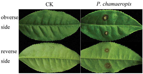 Fig. 3 Typical symptoms caused by Pestalotiopsis chamaeropis on tea leaves