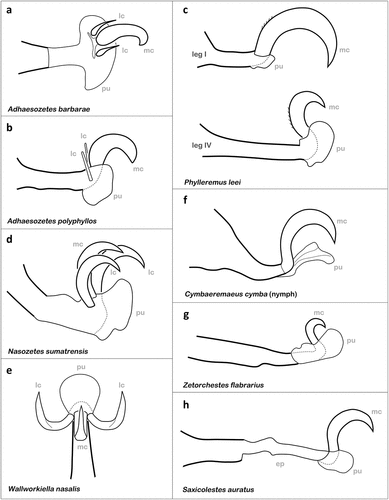 Figure 8. Different types of tarsal adhesive pads and claws found in oribatid mites. (a) Laterodorsal view of ambulacral structures in A. barbarae (Licneremaeoidea) (after Hammer Citation1966). (b) Ambulacrum of A. polyphyllos (Licneremaeoidea) in lateral view (after Walter and Behan-Pelletier Citation1993). (c) Differently sized tarsal structures shown on legs of P. leei (Licneremaeoidea) (after Behan-Pelletier and Walter Citation2007). (d) Homodactyl claws and pulvillus of N. sumatrensis (Oripodoidea) (after Grandjean Citation1970). (e) Dorsal view of ambulacral structures in W. nasalis (Hammer Citation1979). (f) Juvenile ambulacral structures of C. cymba (Cymbaeremaeoidea) (after Pfingstl & Krisper Citation2011a). (g) Small sized single claw of jumping Z. flabrarius (Zetorchestoidea) (after Grandjean Citation1951). (h) Large claw borne on conspicuously elongated pretarsus in S. auratus (Zetorchestoidea) (after Grandjean Citation1951). mc = main or median claw; lc = lateral claw; pu = pulvillus; ep = elongated pretarsus.