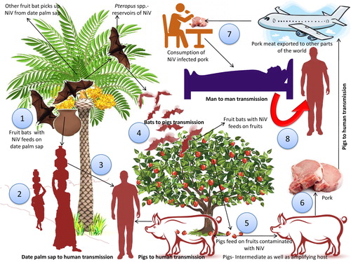 Figure 2. Transmission of the Nipah virus. 1. Fruit bats acts as natural reservoir of Nipah viruses. Fruit bats with NiV feeds on date palm sap. Virus can survive in solutions that are rich in sugar, viz., fruit pulp. 2. Virus transmitted to human through the consumption of date palm sap. 3. Fruit bats of Pteropus spp. which are NiV reservoirs visited such fruit trees and got opportunity to naturally spill the drop containing virus in the farm to contaminate the farm soil and fruits. 4. Contaminated fruits are consumed by pigs and other animals. Pigs act as intermediate as well as amplifying host. Combination of close surroundings of fruiting trees, fruits-like date palm, fruit bats, pigs and human altogether form the basis of emergence and spread of new deadly zoonotic virus infection like Nipah. 5. Pork meat infected with NiV are exported to other parts. 6. Consumption of infected pork can act as a source of infection to human. 7. Close contact with NiV affected human can lead to spread of NiV to other persons.