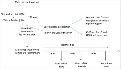 Figure 1. Experimental design for analyzing the epigenetic effect of high fat diet on male mice sperm cells and on offspring liver gene expression. Sperm cells were prepared from male mice fed a HFD for 10 weeks after weaning. Liver tissues were prepared from males and offspring. Chromatin was prepared and precipitated with antibodies against H3 and H3K4me1, followed by high-throughput sequencing (ChIP-Seq).