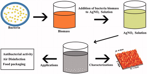 Figure 1. Schematic diagram for synthesis of Ag-NPs by using bacteria.