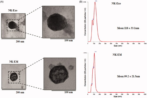 Figure 2. Characterization of NK-Exo and NK-EM. (A) Representative transmission electron micrograph of NK-Exo and NK-EM (scale bars denote 200 and 100 nm, respectively). (B) Size distributions of NK-Exo and NK-EM were measured by nanoparticle tracking analysis.