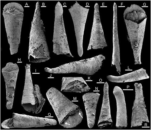 Figure 3. Hyolith conchs from sample 7000/68, Bystraya Formation, Uslon section, Georgievka, eastern Transbaikalia. A, C, E, G–I, K, N, O, Q, R, Microcornus eximius Duan, Citation1984. A, Q, PMU 39261. C, PMU 39262. E, PMU 39263. G, PMU 39264. H, PMU 39265. I, PMU 39266. K, R, PMU 39267. N, PMU 392658. O, PMU 39269. B, ?J, Conotheca mammilata Missarzhevsky in Rozanov et al., Citation1969. B, PMU 39270. ?J, PMU 39271. D, Microcornus? cf. delicatus He & Pei in He et al., Citation1984, PMU 39272. F, ‘Conotheca’ tenuis Missarzhevsky, Citation1989, PMU 39273. M, Parkula bounites Bengtson in Bengtson et al., Citation1990, PMU 39274, arrows indicate clavicle pits. L, P, Neogloborilus applanatus Qian & Zhang, Citation1983. L, PMU 39275. P, PMU 39276. Scale bars: 100 µm (A–D, H, J, K, M, N, Q), 200 µm (E–G, I, L, O, P, R).