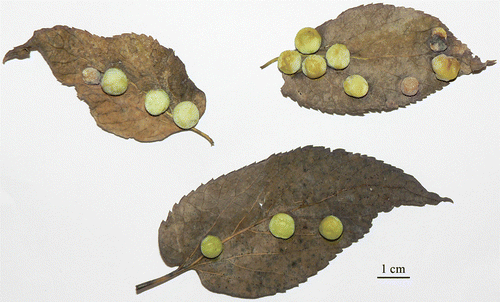 Figure 1.  Hackberry galls formed by the aphid Pachypsylla celtidis on leaves collected from the ground. The galls could be described as ‘green islands’, since they clearly appear green compared to the surrounding leaf tissue.