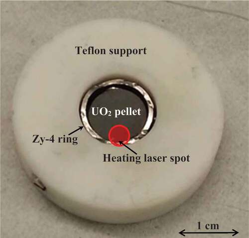 Fig. 1. A UO2 fuel pellet inserted in Zircaloy-4 rings in order to reproduce on a single-pellet size the geometry of a real LWR fuel element.