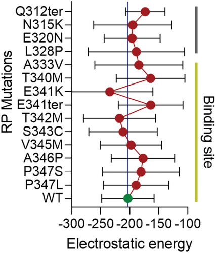 Figure 7. Distribution of electrostatic energy of mutant Rhodopsin interaction with MYO1C. In-silico analysis showed a possible interaction domain of MYO1C and Rhodopsin via the C-terminal overhang of Rhodopsin near the conserved ciliary targeting VXPX motif (Figure 5c). To further understand the contribution of the possible MYO1C and Rhodopsin interaction in disease phenotype, fourteen known C-terminal overhang mutations of Rhodopsin were modeled using the PyMOL Molecular Graphics System, Version 2.0 Schrödinger, LLC mutagenesis wizard. The docking was performed with HADDOCK 2.4 webserver (Citation141). HADDOCK clustered ~80-100 structures in ~10 cluster(s), and the average electrostatic energy from all 10 clusters with standard deviations plotted for all 15 conditions. The distribution of electrostatic energy implicated in the protein interactions and the changes of electrostatic energy in Rhodopsin mutants in the interactions with MYO1C showed possible distortions and deviations from WT Rhodopsin-WT MYO1C (Citation94). RP, Retinitis Pigmentosa.