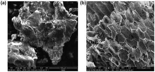 Figure 1. SEM micrographs of (a) CPHR (magnification = 500×) and (b) CPHAA (magnification = 500×).