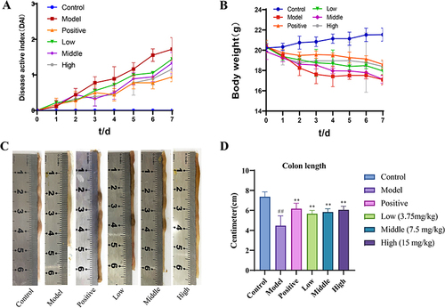 Figure 8 The DAI score and colon morphology in colitis mice. (A) DAI scores. (B) Changes in the body weight of in each group. (C) Morphological analysis of the colon in different group. (D) Differences in colon length in each mice group. ##P< 0.01 vs control group.