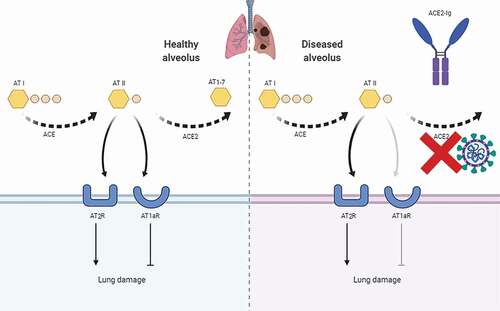 Figure 1. Schematic representation of the role of ACE2-Ig regulation of acute lung injury.