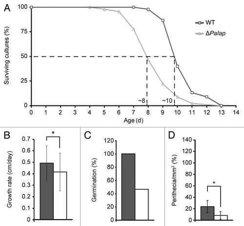 Figure 4 Vital functions of the PaIap deletion strain are impaired at 37°C. (A) Lifespans of ΔPaIap (n = 45) and the WT (n = 45; p = 4.8E−9). (B) Growth rates of ΔPaIap (n = 45) and the WT (n = 45; p = 1.4E−2). (C) Germination of ascospores after incubation for three days at 37°C (ΔPaIap n = 20, WT n = 20). (D) Fruiting body formation of ΔPaIap (n = 8) and the WT (n = 8; p = 2E−2).