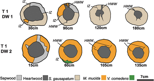 Figure 4. Cross-sectional illustrations of community spatial structure of dominant decay fungi isolated from naturally occurring dead wood branches (DW 1.1) (DW 1.2). in DW 1.1 Stereum gausapatum was the dominant basidiomycete isolated from all sections and caused an extensive white rot of the decayed sapwood. Mucidula mucida was isolated up to 90 cm from the branch base and an interaction zone line (IZ) demarcated the territorial boundaries between S. gausapatum and M. mucida. in DW 1.2 M. mucida was the basidiomycete isolated from all sections and caused an extensive white rot of the decayed sapwood. The sapwood of basal section was only partially colonised with undecayed areas; however, the sapwood of more distal sections was decayed throughout. At 60 cm from the branch base, vuilleminia comedens and M. mucida were isolated from the same sampling point but no interaction zone line was formed; therefore, the exact boundaries of the territories between the two individuals could not be ascertained. The heartwood was a substantial barrier to colonisation and was undecayed in all sections. Heartwood wings were present in both branches. Length along branch of each cross section is shown below each section. Scale bar is approximate.