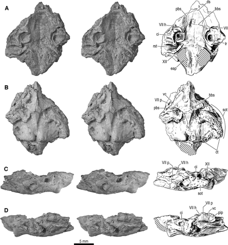 FIGURE 5 Braincase fragment, UA 9684-3 (part of holotype), of Menarana nosymena, gen. et sp. nov., from the Late Cretaceous of Madagascar. Stereophotographs (left and center) and interpretive drawings (right) of A, dorsal; B, ventral; C, left lateral; and D, right lateral views. Abbreviations: bbs, basisphenoid-basioccipital suture; ci, crista interfenestralis; ct, crista tuberalis; ds, dorsum sellae; eap, exoccipital ascending process; lr, lagenar recess; pbs, prootic-basisphenoid suture; pip, inferior process of prootic; rst, recessus scalae tympani; sot, spheno-occipital (basal) tubercle; vc, Vidian canal; VII, facial canal; VII h, foramen for hyomandibular branch of facial nerve; VII p, foramen for palatine branch of facial nerve; and XII, hypoglossal canal.