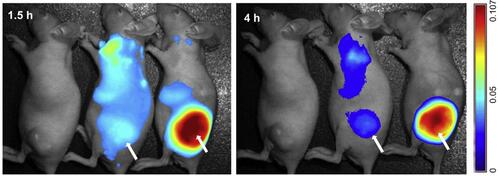 Figure 4 In vivo fluorescence imaging of nude mice bearing KB tumors at 1.5 and 4 h after injection of squaraine and BSA adducts and squaraine, BSA and folic acid adducts. Subcutaneous tumours locations are indicated by arrows. Reprinted from Biomaterials, 35, Gao FP, Lin YX, Li LL, et al. Supramolecular adducts of squaraine and protein for noninvasive tumor imaging and photothermal therapy in vivo. 1004–1014, copyright (2014), with permission from Elsevier. Citation84