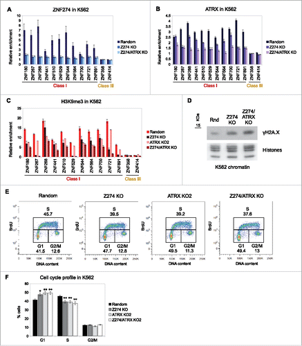 Figure 5. ZNF274 KO reduces ATRX and H3K9me3 levels at ZNFs. (A) ZNF274, (B) ATRX and (C) H3K9me3 ChIP-qPCR in K562 ZNF274 KO and K562 double ZNF274/ATRX KO at ZNF genes. Single ATRX KO2 cells are used for the H3K9me3 ChIP for comparison. In all graphs, the bars represent the average of at least 2 independent biological replicates. Error bars depict SEM. Results of statistical comparisons in Table S3. A non-specific sgRNA (random) used as control (see Table S7). (D) Chromatin immunoblot of γH2A.X in control (Rnd) and ZNF KO K562 cells. Histones used as loading control. (E) Representative K562 cell cycle profiles of control (random), ATRX and ZNF274 single and double KO assessed by BrdU/PI staining. n ≥ 6 biological replicates. (F) Graph depicting quantifications of (E). The bars show the average % of cells in each phase, error bars depict SEM. Asterisks show significant changes compared to the control (*P-value < 0.05; **P-value < 0.01).