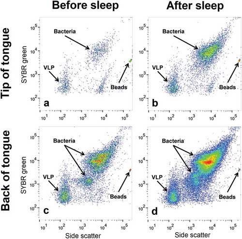 Figure 2. Flow cytometric identification of bacterial and virus-like particle (VLP) populations. Representative cytograms from one participant showing the bacterial and VLP populations at (a) the tip of the tongue before sleep (b) the tip of the tongue after sleep (c) the back of the tongue before sleep and (d) the back of the tongue after sleep. Bacterial and VLP abundances increased after sleep. Differences in bacterial and VLP abundances can also be seen between both sample locations