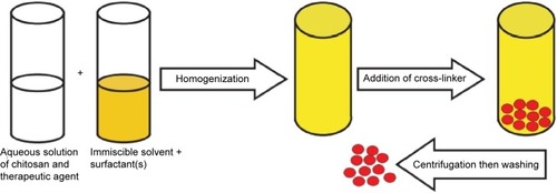 Figure 2 Schematic representation of production of chitosan micro/nanoparticles by chemical cross-linking.