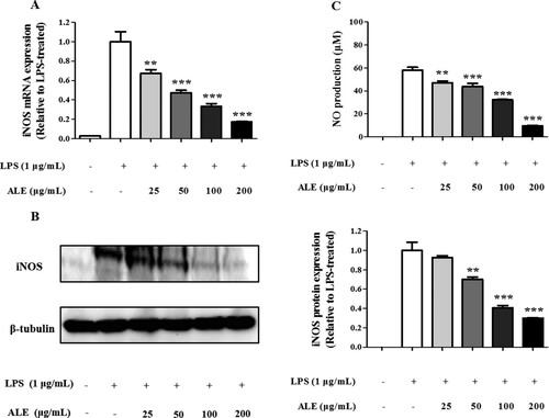 Figure 2. Decrease in iNOS expression and NO production. RAW 264.7 cells were treated with 25, 50, 100, or 200 μg/mL of ALE for 4 h and stimulated with LPS (1 μg/mL) for 20 h. Total RNA and protein were extracted from the cells and analysed for iNOS mRNA (A) and protein (B) expression, respectively. The cell culture media was also collected for measuring NO using the Griess reaction (C). Representative western blots are shown in part (B). The data are expressed as means ± S.D. (n = 4). *p < .05, **p < .01, ***p < .001 compared to LPS-treated cells.