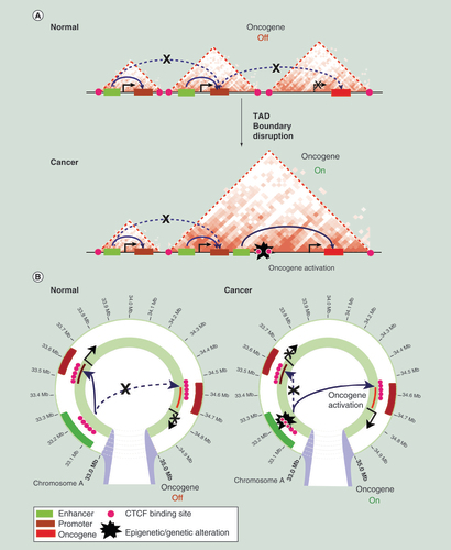 Figure 1.  Altered 3D genome blueprint results in the disruption of topologically associated domain boundaries in cancer. (A) A schematic representation of topologically associated domains (TADs) and enhancer–promoter interactions on a linear genome in normal and cancer cells is shown. In normal cells, enhancers regulate expression of genes only located within the same TAD. An example oncogene is shown that is not expressed due to the lack of enhancer interactions. The TAD boundary is disrupted in cancer cells, by genetic or epigenetic alterations at CTCF-binding sites, resulting in aberrant enhancer interactions within the new TAD and subsequent oncogene activation. (B) A schematic representation of enhancer–promoter interactions in normal and cancer cells. An example oncogene is shown that becomes activated in cancer cells due to disruption of enhancer–promoter interactions by genetic or epigenetic alterations at CTCF-binding sites.