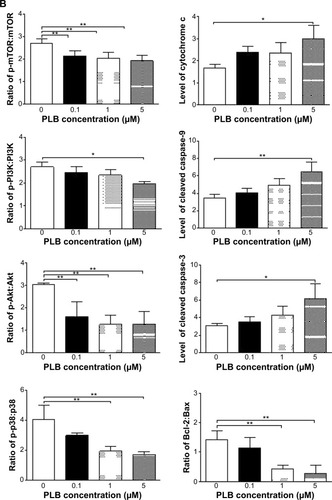 Figure 22 Effects of PLB treatment on the expression and phosphorylation levels of PI3K, Akt, mTOR, p38MAPK, and cytochrome c in DU145 cells.