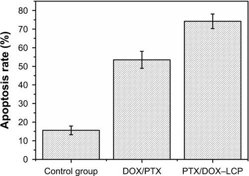 Figure 4 Apoptosis rate images of the control, DOX/PTX, and PTX/DOX–LCP groups.Abbreviations: LCP, lipid-coated hollow calcium phosphate; DOX, doxorubicin; PTX, paclitaxel.