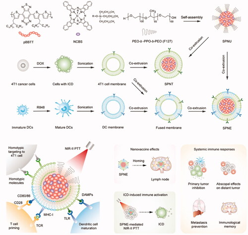 Figure 9. Schematic illustration of SPNE for synergistic NIR-II photothermal immunotherapy. Copyright 2021, John Wiley and Sons (Xu et al., Citation2021).
