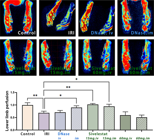 Figure 7 Blood perfusion in the hindlimbs of rats 7 d after ischemia-reperfusion injury in the hindlimbs. Blood circulation in the hindlimbs of rats was determined by laser speckle contrast imaging technique. Intramuscular DNase I, intramuscular and intravenous sivelestat at a dose of 15mg/kg bw/d were beneficial for restoring blood flow in the ischemic limbs. n=3, data are expressed as mean ± standard deviation, *P < 0.05, **P < 0.01.