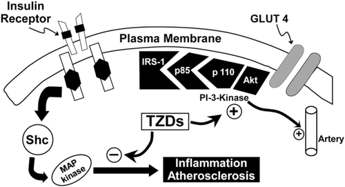 Figure 4 Pioglitazone positively affects the insulin signaling system resulting in improved glycemic control, generation of nitric oxide and decreased MAP kinase pathway activation.