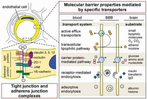 Figure 2. Physical and molecular properties of endothelial cells contributing to BBB integrity and function. Paracellular flux across the BBB is restricted by tight junction and adherens junction complexes. Some nutrients and essential molecules are selectively transported from luminal to abluminal membranes by specific influx systems. Most small lipophilic molecules passively diffused across the lipid layer are returned to the blood by ATP-dependent efflux transporters. P. gingivalis may cause vascular endothelial barrier disruption and increased permeability destroying intercellular junctions. This could promote the passage of this bacterium through the BBB to the AD brain where it has been found. ZO-1 = zonula occludens-1, JAM = junctional adhesion molecule, VE = cadherin (vascular endothelial-cadherin), IgG = immunoglobulin G. Adopted from Ref. [Citation1]