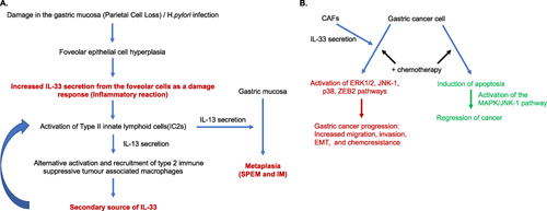 Figure 2 Pro-tumorigenic effects of IL-33 in early and late stages of gastric cancer progression. Opportunities may be present for therapeutic regulation of IL-33 at multiple stages of disease. (A) In the pre-cancerous stages of gastric cancer formation, damage of the gastric mucosa, such as through H.pylori infection and inflammation, results in foveolar cell hyperplasia and increased expression of IL-33 which can have a direct effect on the inflammatory background and promote metaplasia formation. (B) Potential effects of IL-33 on later stages of cancer progression and chemoresistance. IL-33 production either from CAFs or other cells increase activation of multiple pathways that can lead to cancer progression and chemoresistance.